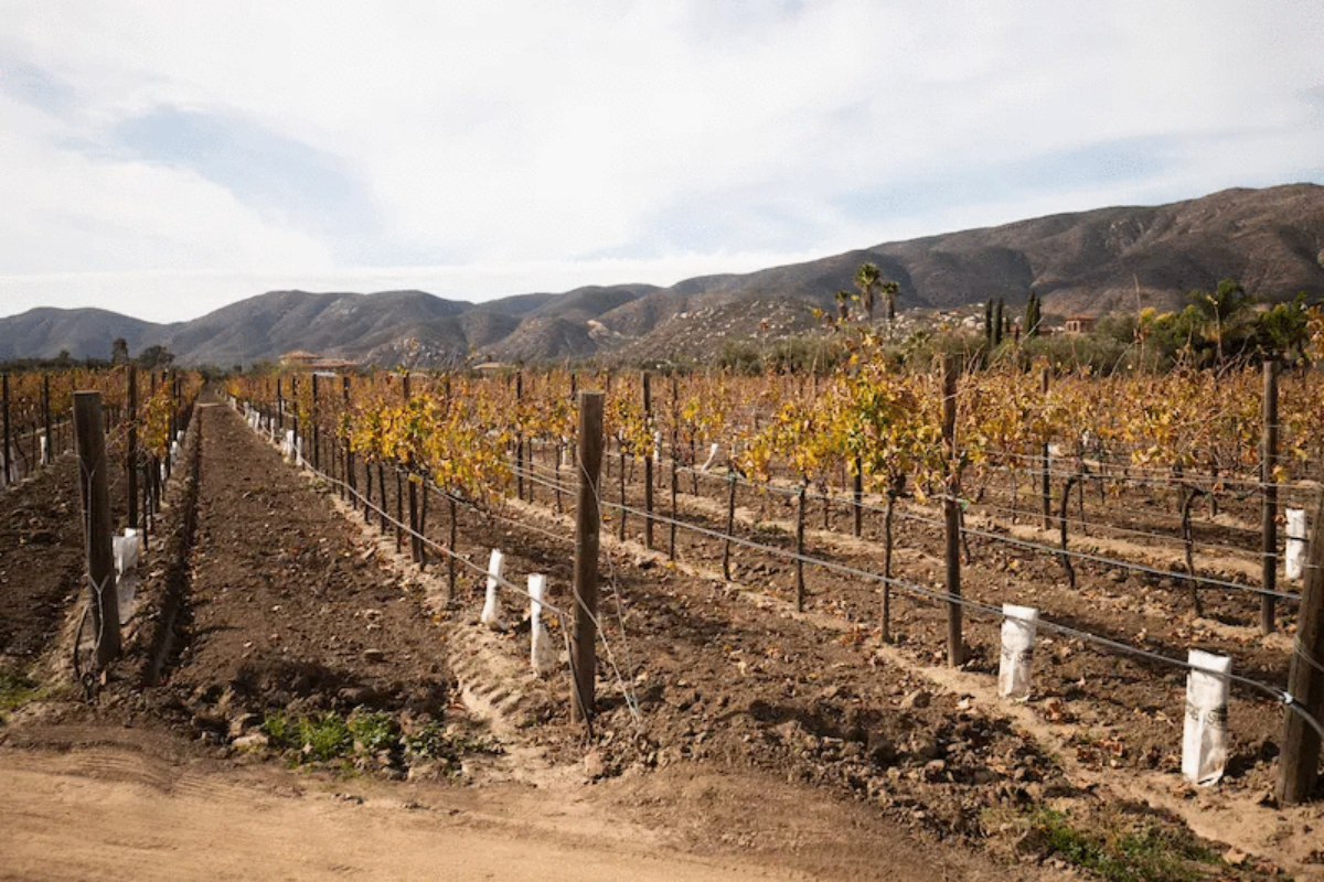 vineyards in Valle de Guadalupe near a winery