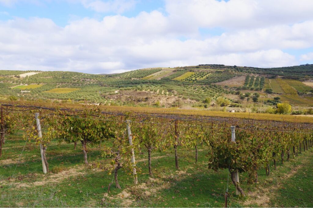 Underrated Wine Destinations in Europe- Crete, Greece