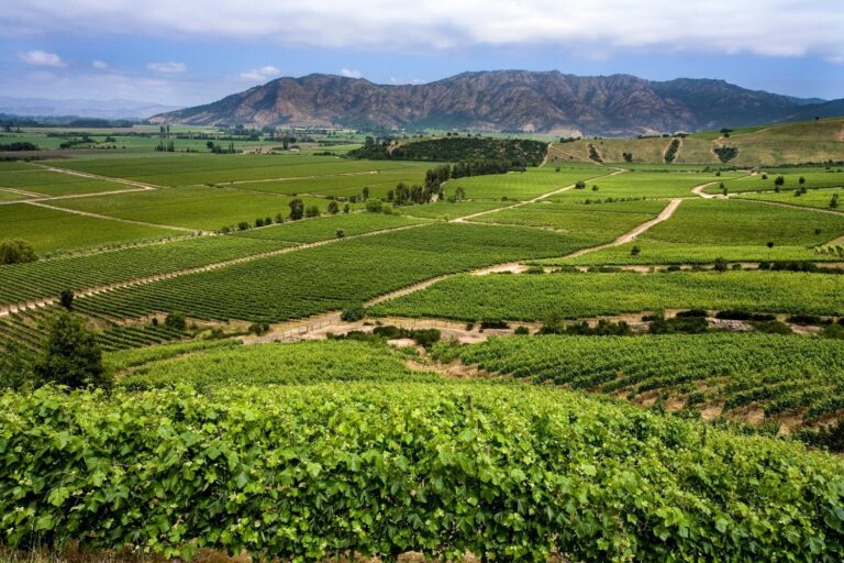 10 Must-Visit South America Wine Regions for Wine Lovers!