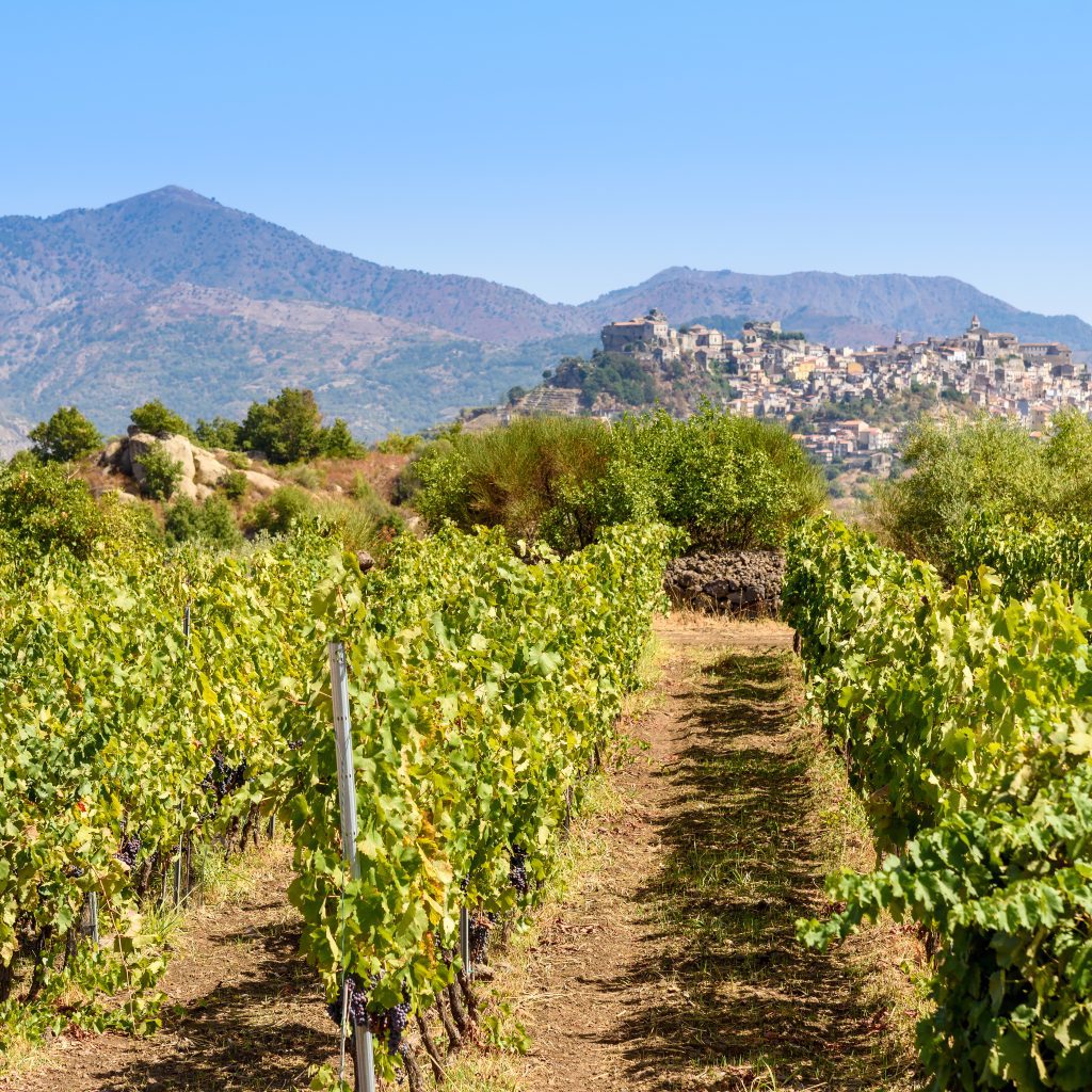 A path in the vineyard with a city in the background.